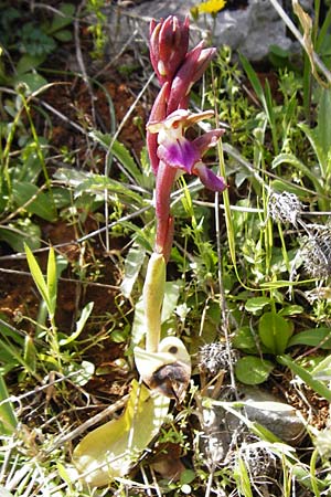 Anacamptis collina \ Hügel-Knabenkraut / Fan-Lipped Orchid, Kreta/Crete,  Arhanes, Jouhtas 30.3.2015 