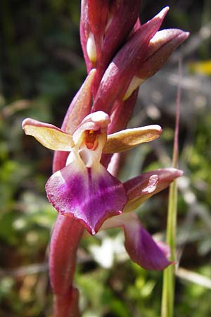 Anacamptis collina \ Hügel-Knabenkraut / Fan-Lipped Orchid, Kreta/Crete,  Arhanes, Jouhtas 30.3.2015 