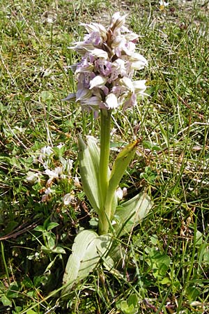 Neotinea lactea \ Milchweißes Knabenkraut / Milky Orchid, Kreta/Crete,  Spili 5.4.2015 