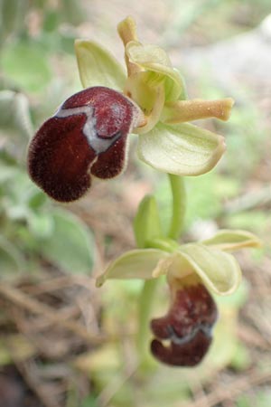 Ophrys omegaifera \ Omega-Ragwurz / Omega Bee Orchid, Kreta/Crete,  Arhanes, Jouhtas 30.3.2015 