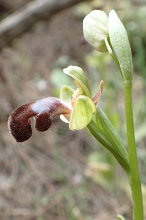 Ophrys omegaifera \ Omega-Ragwurz, Kreta,  Arhanes, Jouhtas 30.3.2015 