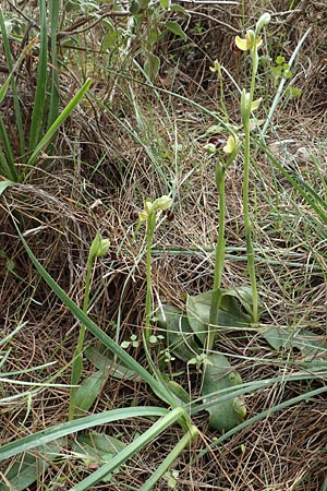 Ophrys omegaifera \ Omega-Ragwurz / Omega Bee Orchid, Kreta/Crete,  Arhanes, Jouhtas 30.3.2015 