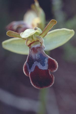 Ophrys omegaifera \ Omega-Ragwurz / Omega Bee Orchid, Kreta/Crete,  Arhanes, Jouhtas 4.4.1990 