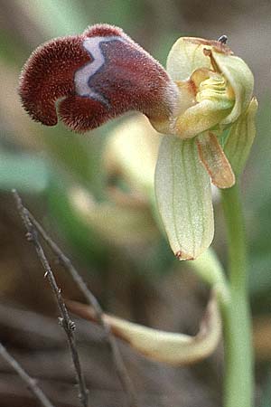 Ophrys omegaifera \ Omega-Ragwurz / Omega Bee Orchid, Kreta/Crete,  Agia Warwara 8.4.1990 