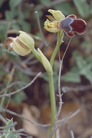 Ophrys omegaifera \ Omega-Ragwurz / Omega Bee Orchid, Kreta/Crete,  Agia Warwara 8.4.1990 