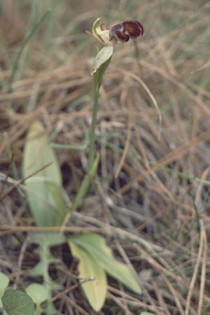 Ophrys omegaifera \ Omega-Ragwurz, Kreta,  Agia Warwara 8.4.1990 