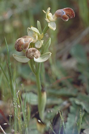 Ophrys omegaifera \ Omega-Ragwurz, Kreta,  Kurutes 10.4.1990 