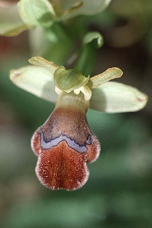 Ophrys omegaifera \ Omega-Ragwurz, Kreta,  Kurutes 10.4.1990 