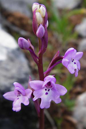 Orchis quadripunctata \ Vierpunkt-Knabenkraut / Four-spotted Orchid, Kreta/Crete,  Arhanes, Jouhtas 30.3.2015 
