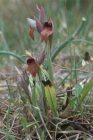 Serapias orientalis / Oriental Serapias, Crete,  Phaistos 7.4.1990 