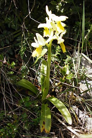 Orchis pauciflora \ Armblütiges Knabenkraut, Kreta,  Arhanes, Jouhtas 30.3.2015 