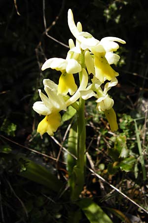 Orchis pauciflora \ Armblütiges Knabenkraut, Kreta,  Arhanes, Jouhtas 30.3.2015 