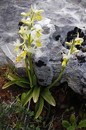 Orchis pauciflora \ Armblütiges Knabenkraut, Kreta,  Arhanes, Jouhtas 30.3.2015 