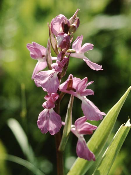 Anacamptis palustris subsp. elegans \ Elegantes Sumpf-Knabenkraut, Kreta,  Mallia 24.4.2001 