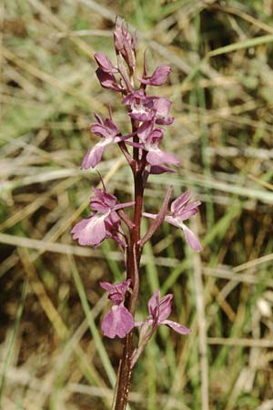 Anacamptis palustris subsp. elegans \ Elegantes Sumpf-Knabenkraut / Elegant Marsh Orchid, Kreta/Crete,  Mallia 24.4.2001 