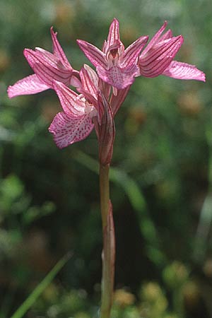 Anacamptis papilionacea subsp. alibertis \ Alibertis Schmetterlings-Knabenkraut / Aliberti's Butterfly Orchid, Kreta/Crete,  Agia Warwara 7.5.1991 