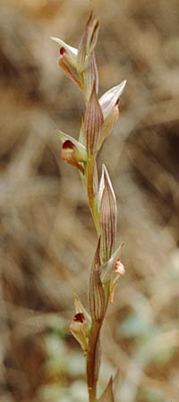 Serapias parviflora \ Kleinblütiger Zungenständel / Small Tongue Orchid, Kreta/Crete,  Vamos 15.4.1990 
