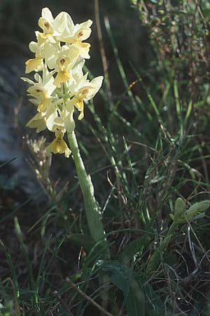 Orchis pauciflora \ Armblütiges Knabenkraut, Kreta,  Rodovani 6.4.1990 