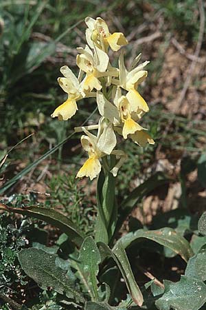 Orchis pauciflora \ Armblütiges Knabenkraut / Few-Flowered Orchid, Kreta/Crete,  Gerakari 19.4.2001 