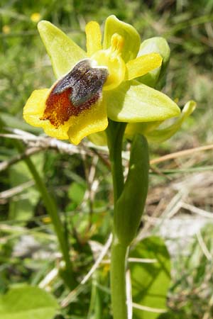 Ophrys phryganae \ Phrygana-Ragwurz / Phrygana Bee Orchid, Kreta/Crete,  Preveli 3.4.2015 
