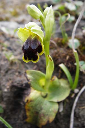 Ophrys phaidra / Cretan Dull Orchid, Crete,  Spili 5.4.2015 