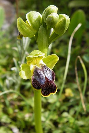 Ophrys phaidra / Cretan Dull Orchid, Crete,  Spili 5.4.2015 