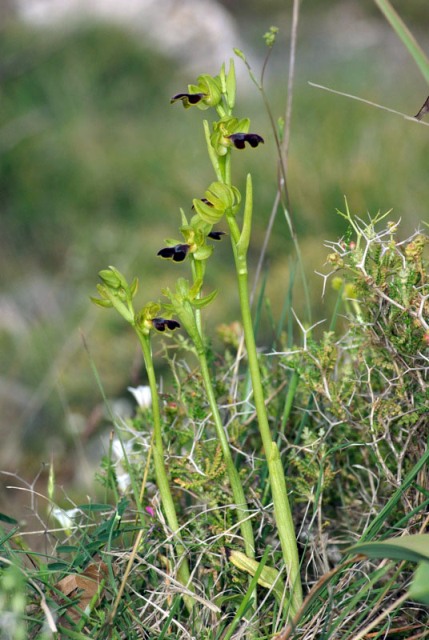 Ophrys phaidra / Cretan Dull Orchid, Crete,  Spili 24.4.2010 (Photo: Zissis Antonopoulos)