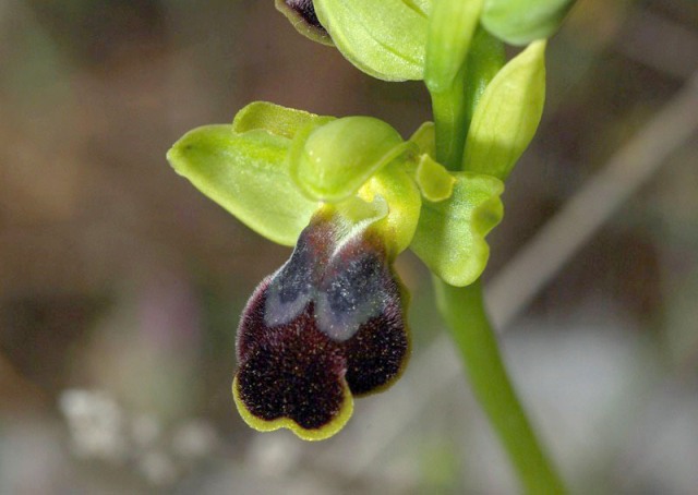 Ophrys phaidra \ Kretische Braune Ragwurz / Cretan Dull Orchid, Kreta/Crete,  Spili 24.4.2010 (Photo: Zissis Antonopoulos)