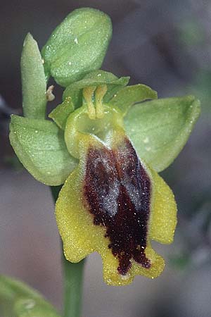 Ophrys phryganae \ Phrygana-Ragwurz, Kreta,  Rodovani 21.4.2001 