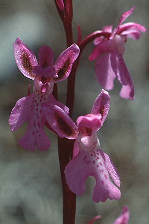 Orchis prisca \ Kreta-Knabenkraut / Crete Orchid, Kreta/Crete,  Thripti 6.5.1991 