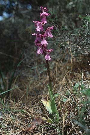 Orchis prisca \ Kreta-Knabenkraut / Crete Orchid, Kreta/Crete,  Thripti 6.5.1991 