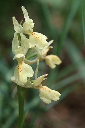 Orchis provincialis \ Provence-Knabenkraut / Provence Orchid, Kreta/Crete,  Vamvakados 21.4.2001 
