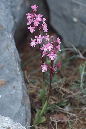 Orchis quadripunctata \ Vierpunkt-Knabenkraut / Four-spotted Orchid, Kreta/Crete,  Arhanes, Jouhtas 12.4.1990 