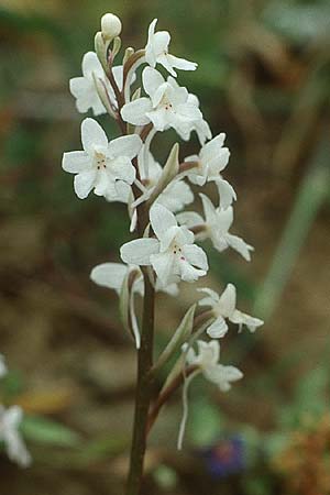 Orchis quadripunctata \ Vierpunkt-Knabenkraut / Four-spotted Orchid (Farbvariante / Color-Variant), Kreta/Crete,  Kurutes 10.4.1990 