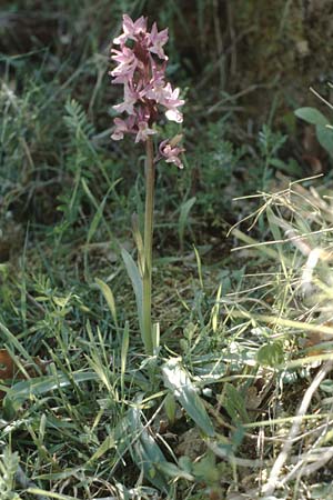 Dactylorhiza romana / Roman Orchid, Crete,  Xidas 9.4.1990 