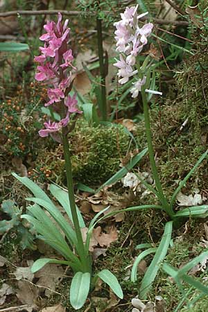 Dactylorhiza romana \ Römische Fingerwurz / Roman Orchid, Kreta/Crete,  Xidas 9.4.1990 