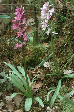 Dactylorhiza romana \ Römische Fingerwurz, Kreta,  Xidas 9.4.1990 