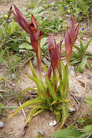 Serapias bergonii \ Lockerblütiger Zungenständel / Bergon's Serapias, Kreta/Crete,  Zakros - Schlucht / Gorge 8.4.2015 