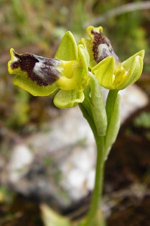 Ophrys sicula \ Kleine Gelbe Ragwurz / Sicilian Bee Orchid, Kreta/Crete,  Arhanes, Jouhtas 30.3.2015 