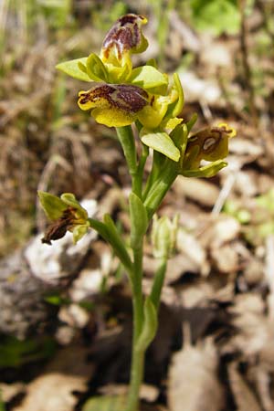 Ophrys sicula \ Kleine Gelbe Ragwurz / Sicilian Bee Orchid, Kreta/Crete,  Armeni 7.4.2015 