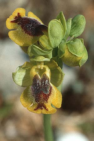 Ophrys sicula \ Kleine Gelbe Ragwurz / Sicilian Bee Orchid, Kreta/Crete,  Knossos 3.4.1990 