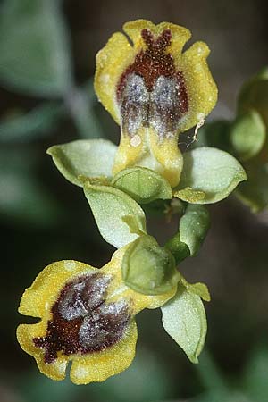 Ophrys sicula \ Kleine Gelbe Ragwurz / Sicilian Bee Orchid, Kreta/Crete,  Rodovani 21.4.2001 