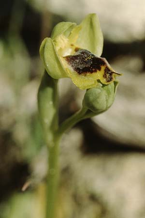 Ophrys sicula \ Kleine Gelbe Ragwurz / Sicilian Bee Orchid, Kreta/Crete,  Spili 11.2.2002 