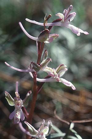 Orchis sitiaca \ Sitia-Knabenkraut, Kreta/Crete,  Thripti 23.4.2001 