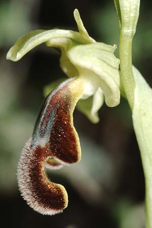 Ophrys sitiaca \ Sitia-Ragwurz / Sitia Bee Orchid, Kreta/Crete,  Phaistos 10.2.2002 