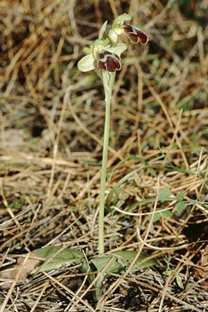 Ophrys sitiaca \ Sitia-Ragwurz / Sitia Bee Orchid, Kreta/Crete,  Stavrohori 12.2.2002 