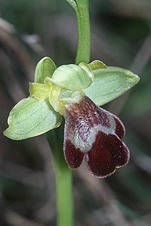 Ophrys sitiaca \ Sitia-Ragwurz / Sitia Bee Orchid, Kreta/Crete,  Arhanes, Jouhtas 13.2.2002 