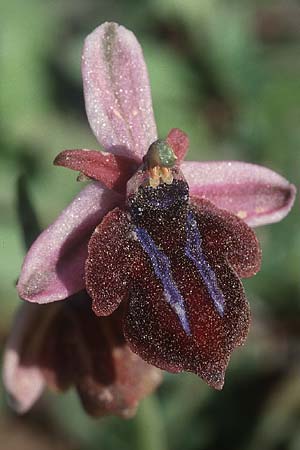 Ophrys spruneri \ Spruners Ragwurz / Spruner's Orchid, Kreta/Crete,  Gerakari 19.4.2001 