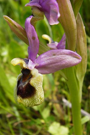 Ophrys leochroma \ Östliche Wespen-Ragwurz / Lion-Maned Orchid, Kreta/Crete,  Spili 5.4.2015 
