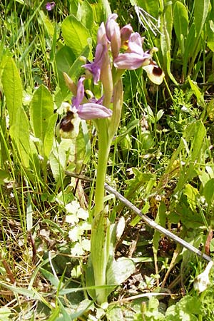 Ophrys leochroma \ Östliche Wespen-Ragwurz / Lion-Maned Orchid, Kreta/Crete,  Spili 5.4.2015 